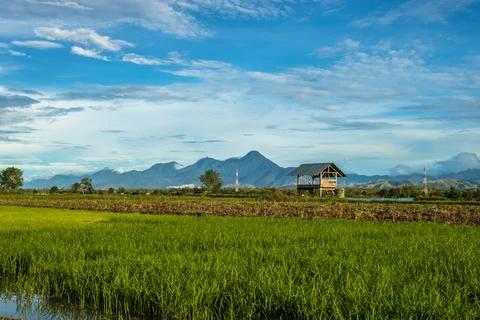 Rice fields Stock Photos