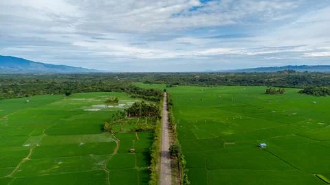Rice fields Stock Photos