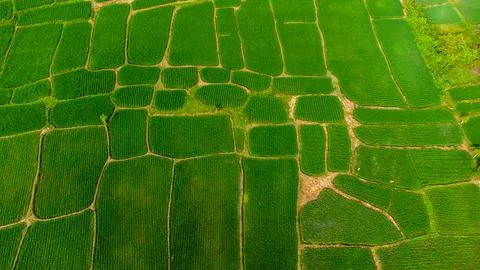 Rice fields Stock Photos