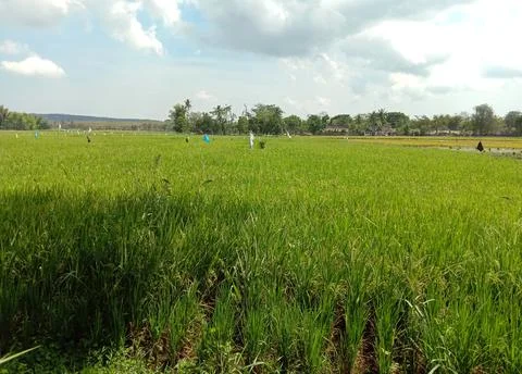 Rice fields Stock Photos
