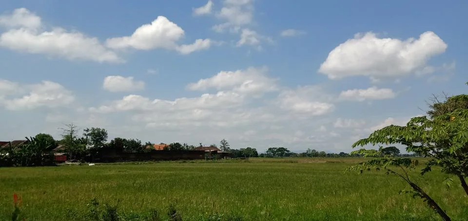 Rice Fields Stock Photos