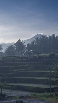 Rice fields 库存照片