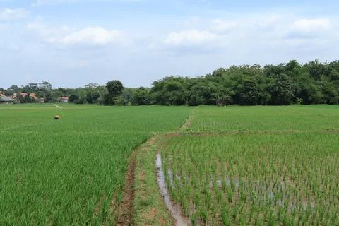 Rice fields Foto stock