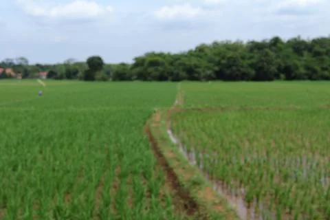 Rice fields Stock Photos