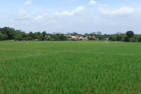 Rice fields Stock Photos