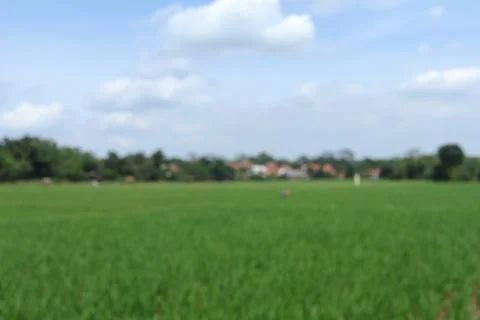 Rice fields Stock Photos