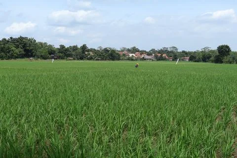 Rice fields Stock Photos