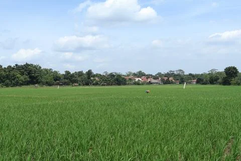 Rice fields Stock Photos