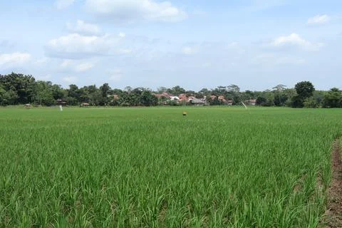 Rice fields Foto stock