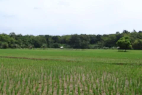Rice fields Stock Photos