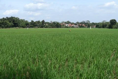 Rice fields Foto stock