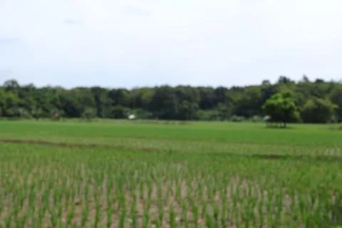 Rice fields Stock Photos