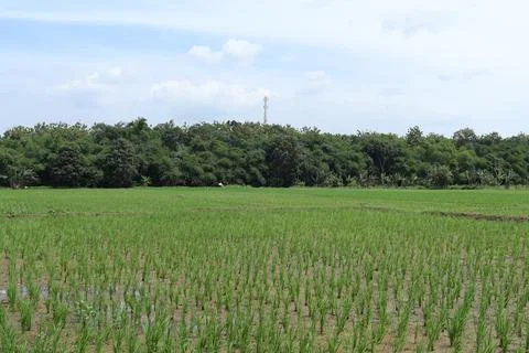 Rice fields Stock Photos