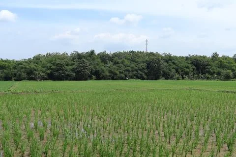 Rice fields Stock Photos