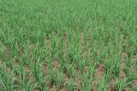 Rice fields Stock Photos