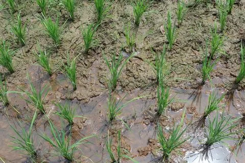 Rice fields Foto stock
