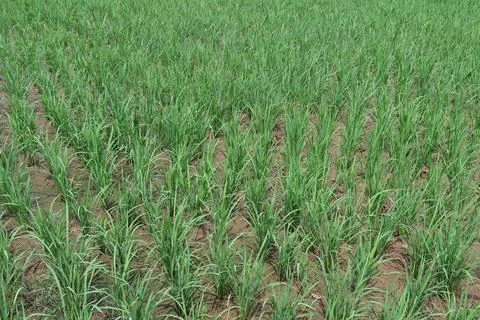 Rice fields Foto stock