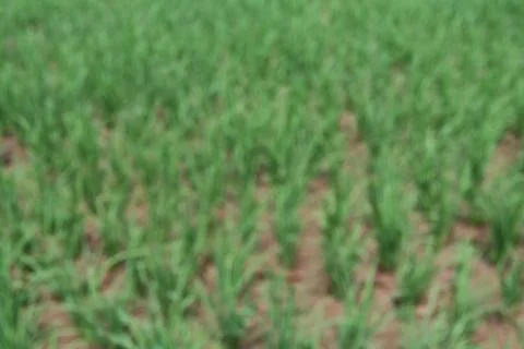 Rice fields Foto stock