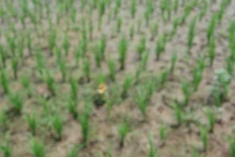 Rice fields Foto stock