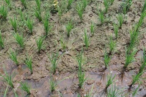 Rice fields Stock Photos