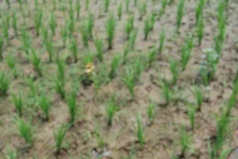 Rice fields Stock Photos