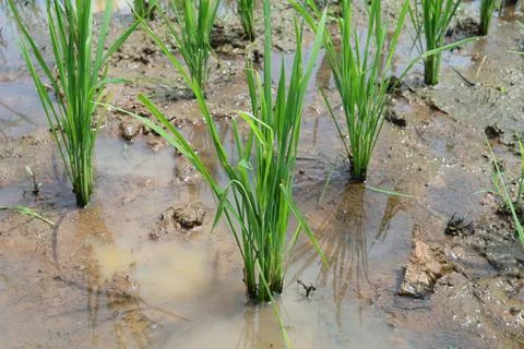 Rice fields Stock Photos