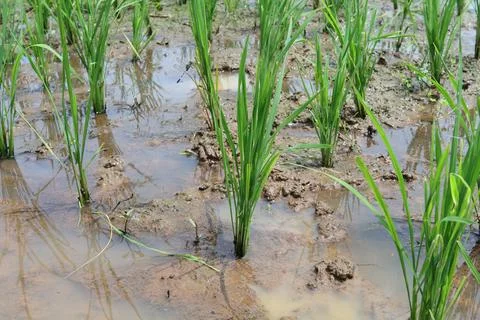 Rice fields Stock Photos