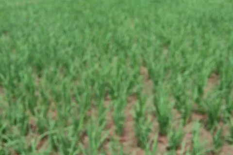 Rice fields Foto stock