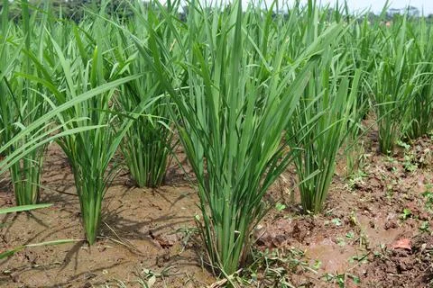 Rice fields Foto stock