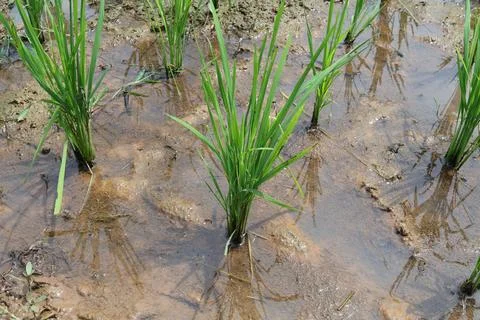 Rice fields Stock Photos