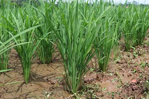 Rice fields Foto stock