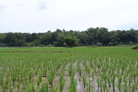 Rice fields Stock Photos