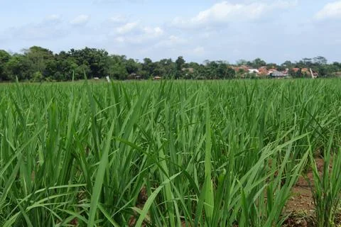 Rice fields Stock Photos