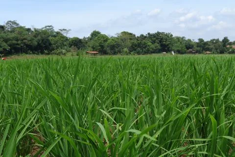 Rice fields Foto stock
