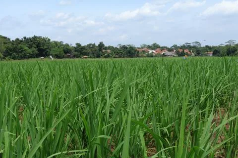 Rice fields Stock Photos