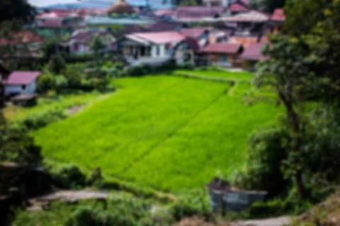 Rice fields Foto stock