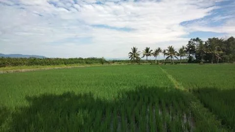 Rice fields Foto stock