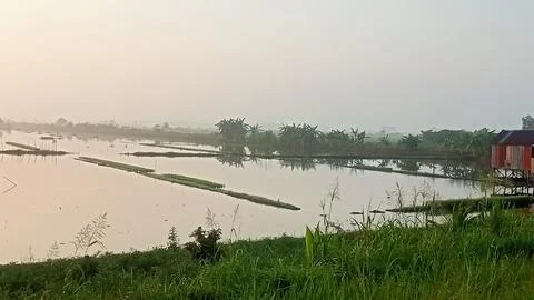Rice fields Foto stock