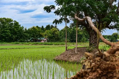 Rice fields Foto stock