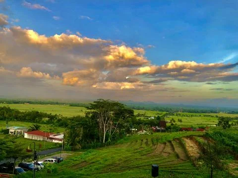 Rice Fields Foto stock