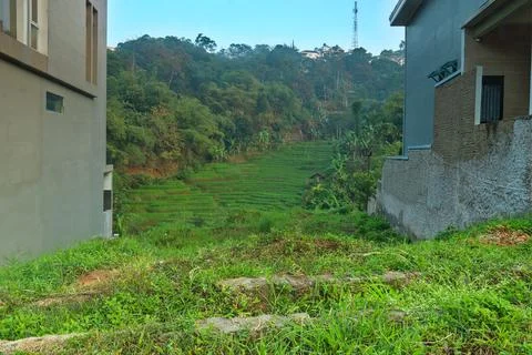 Rice fields Foto stock