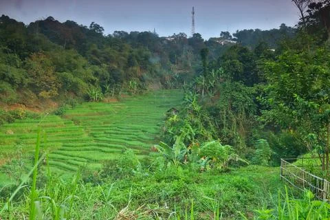 Rice fields Stock Photos