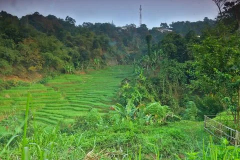 Rice fields Stock Photos