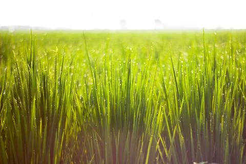 Rice Fields Stock Photos