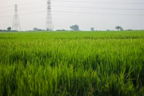 Rice Fields Stock Photos
