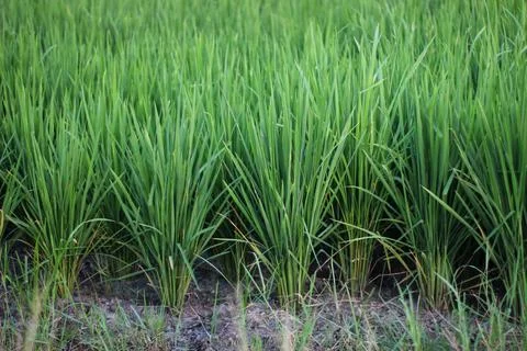Rice Fields Stock Photos