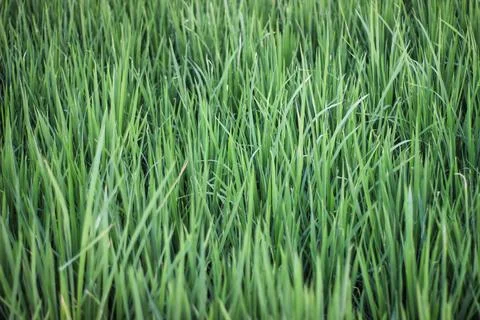 Rice Fields Stock Photos