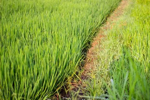 Rice Fields Stock Photos