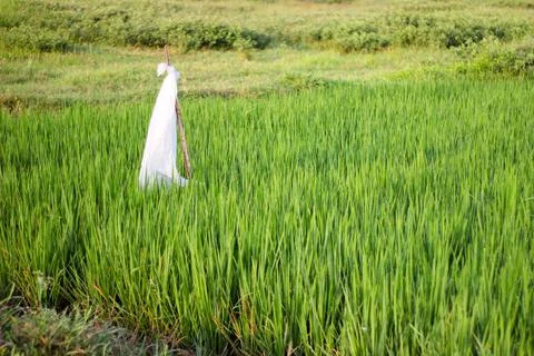 Rice Fields Stock Photos