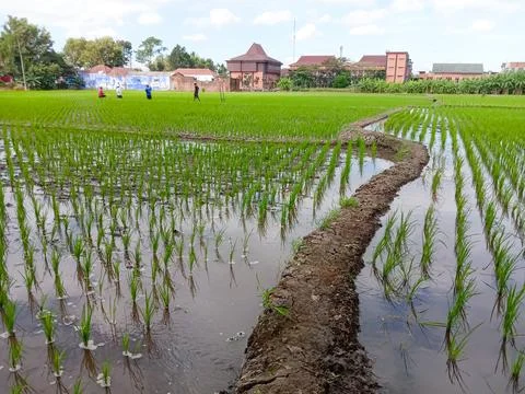 Rice fields Stock Photos